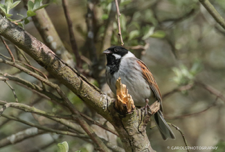 REED BUNTING (Emberiza schoeniclus)
